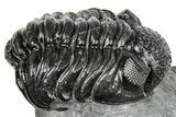 Phacopid (Adrisiops) Trilobite - Jbel Oudriss, Morocco #251639-5